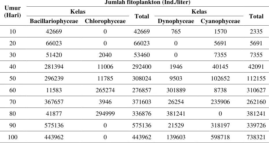 Tabel 3. Identifikasi dan kelimpahan total fitoplankton pada tambak sampai umur 100 hari  