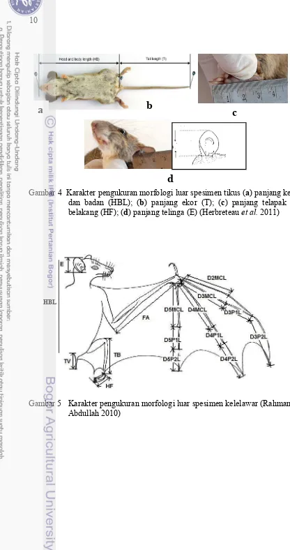 Gambar 4  Karakter pengukuran morfologi luar spesimen tikus (a) panjang kepala 