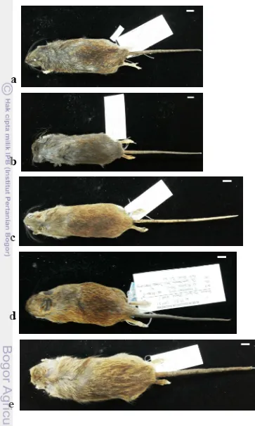 Gambar 8 Beberapa spesimen tikus (a) R. hoffmanni, (b) B. heinrichi, (c) T. 