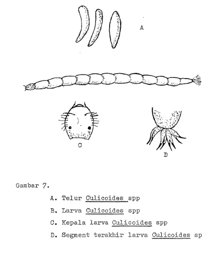Gambar 7. A. Telur Culicoides spp 