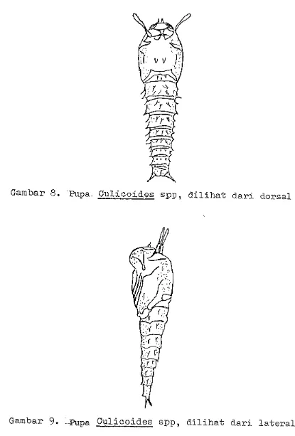 Gambar 8. ·Pupa. Culicoides spp, dilihat dari dorsal 