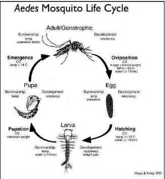 Gambar 3. Siklus Hidup Aedes aegypti (Sumber : Hopp & Foley, 2001)