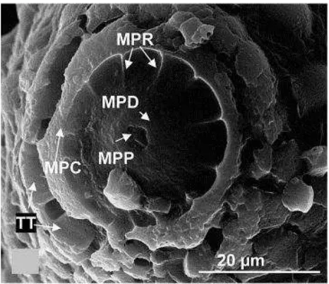 Gambar 6. Struktur Penunjang Micropyles pada Telur Aedes aegypti.MPC, micropylar corolla; MPD, micropylar disc; MPP,micropylar pore; MPR, micropylar ridge; TC, centraltubercle; TP, peripheral tubercle; TT, tooth-like tubercle.(Sumber: Suman dkk 2006).