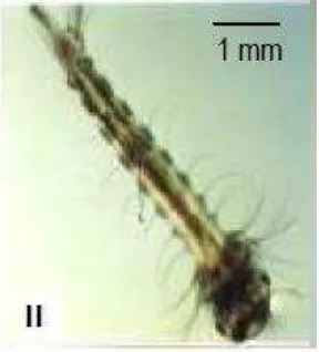 Gambar 8. Larva Instar I Aedes aegypti (Sumber: Gama, Z.P., et al., 2010)