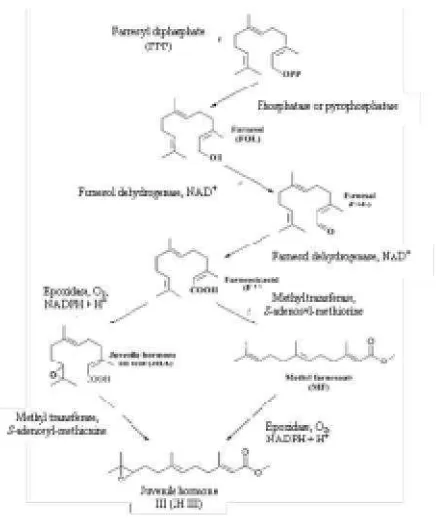 Gambar 13ar 13. Biosintesis JH III pada Serangga (Sumberber: Bede, 2001)