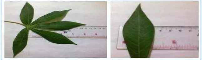 Gambar 5. Cara mengukur panjang dan lebar lobus daun. 