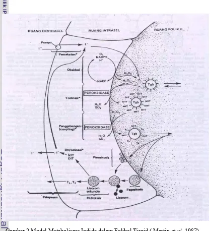 Gambar 2 Model Metabolisme Iodida dalam Folikel Tiroid ( Martin et al. 1987) 