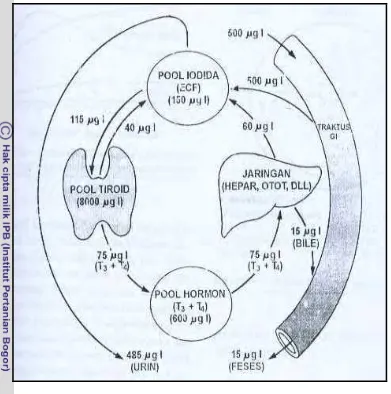 Gambar 3  Metabolisme Iodium (Greenspan & Baxter1995). 