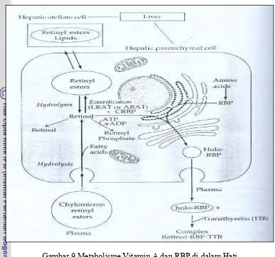 Gambar 9 Metabolisme Vitamin A dan RBP di dalam Hati  