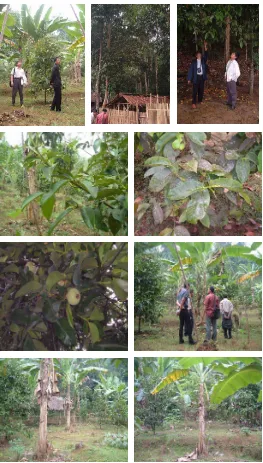 Gambar  4.2.  Kondisi eksisting budidaya manggis di Kabupaten  Tasikmalaya 