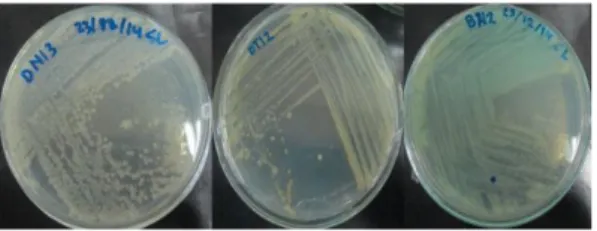 Gambar 1. Isolat bakteri endofit dari Nyawai 