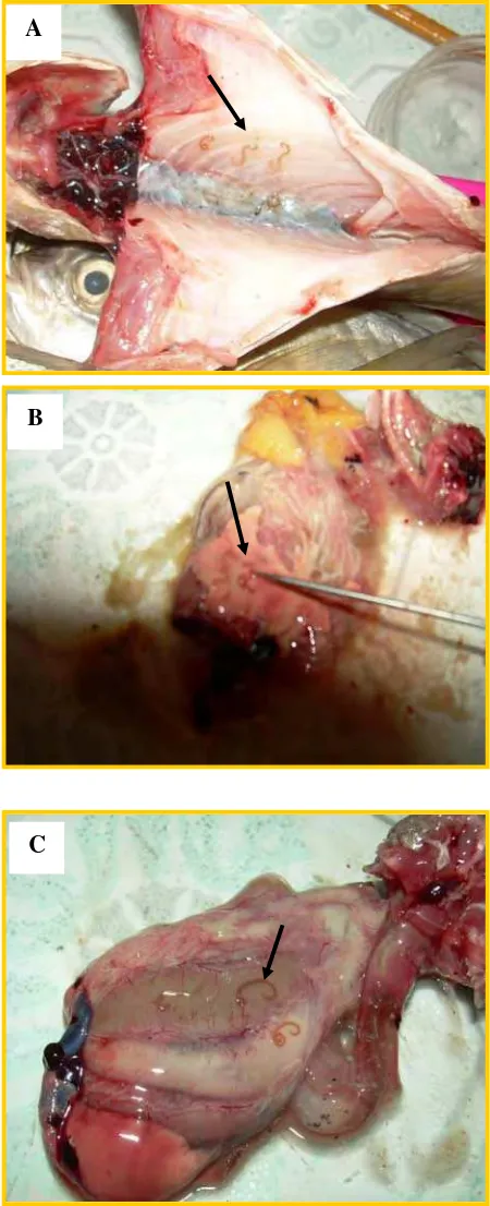 Gambar 7 Sejumlah larva berdasarkan lokasi pada organ ikan yaitu pada rongga abdomen (A), hati (B) dan permukaan organ pencernaan (C) 