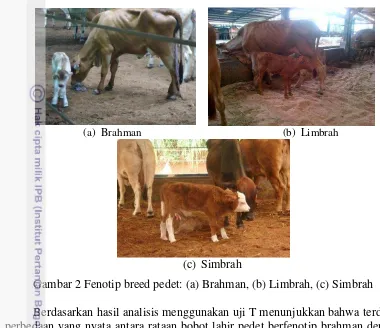 Gambar 2 Fenotip breed pedet: (a) Brahman, (b) Limbrah, (c) Simbrah 
