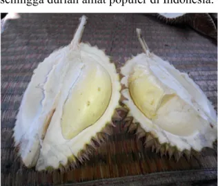 Gambar 1. Durian Kultivar Lokal (Sumber : Dokumentasi Pribadi, 2015)