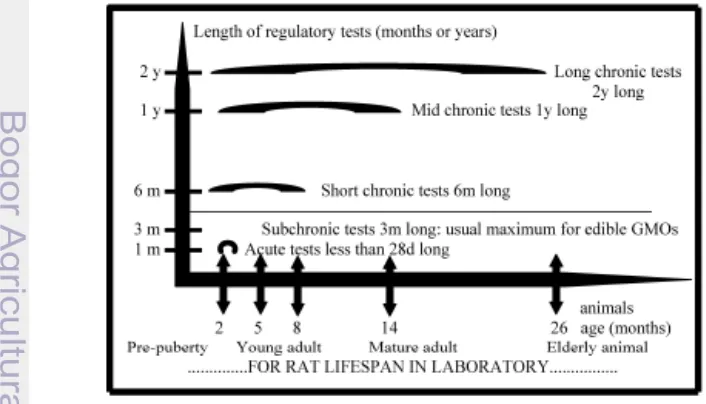 Gambar 3  Pengujian kemanan produk pangan transgenik dengan tikus percobaan   