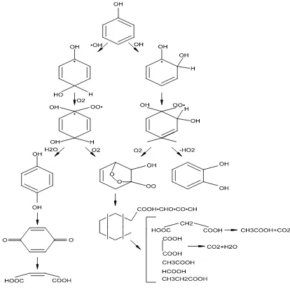 Figure 1  Decomposition of phenol by oxidant radicals in liquid-phase [16]  