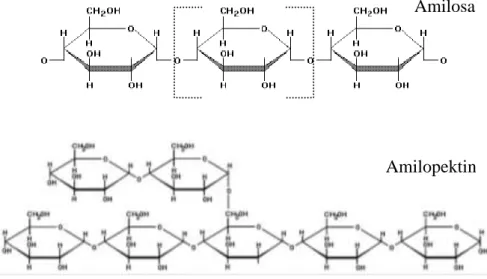 Gambar 2. Struktur amilosa dan amilopektin 
