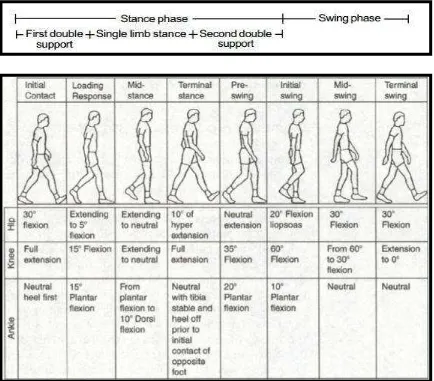 Figure 2.1: The normal gait cycle of body. Vaughan, Davis, & O'connor, (1992) 