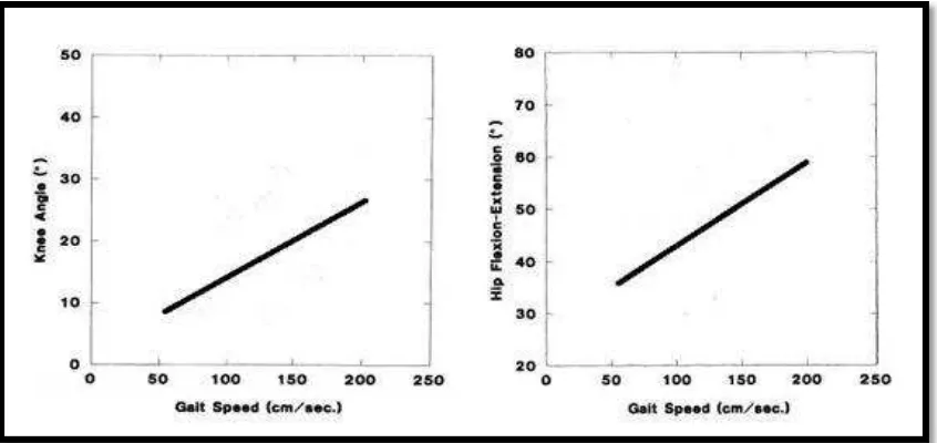 Figure 2.4: Diagram showing the relation between gait speed and knee angle and hip flexion extension 