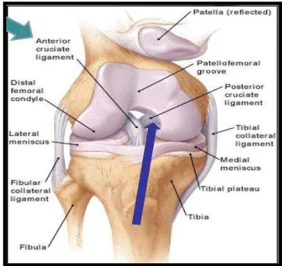Figure 2.5: Knee Structure. Gillquist & Messner, (1999).  