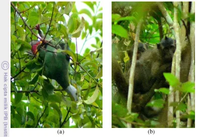 Gambar 4 (a) pergam ketanjar dan (b) monyet ekor-Panjang 