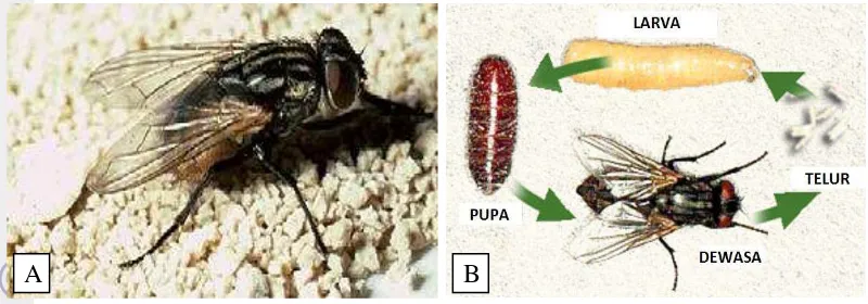 Gambar 1 (A) Lalat rumah (   M. domestica) (B) Siklus hidup lalat rumah (M. domestica) (Merrit et al