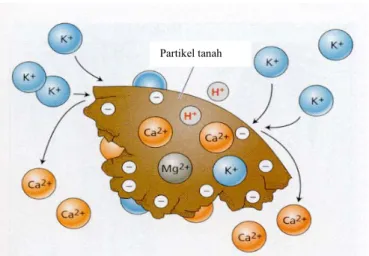 Gambar 1  Prinsip perubahan muatan kation pada permukaan partikel tanah   (Taiz &amp; Zeiger 1991)