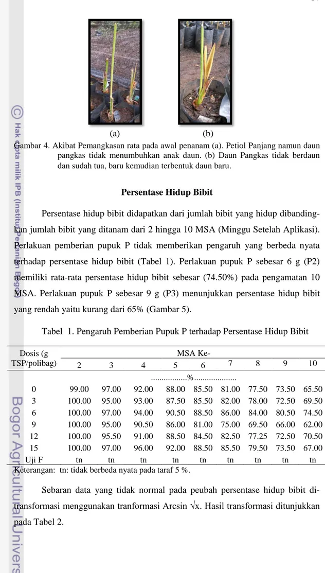 Gambar 4. Akibat Pemangkasan rata pada awal penanam (a). Petiol Panjang namun daun  pangkas tidak menumbuhkan anak daun