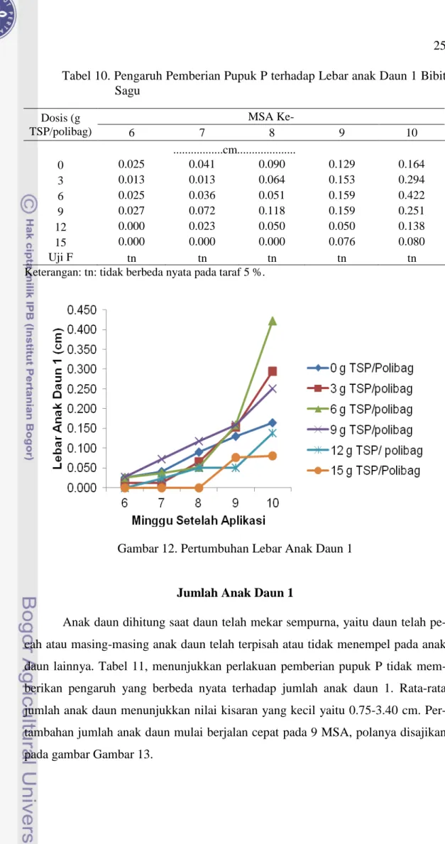 Tabel 10. Pengaruh Pemberian Pupuk P terhadap Lebar anak Daun 1 Bibit  Sagu  Dosis (g  TSP/polibag)  MSA Ke-  6  7  8  9  10  .................cm...................