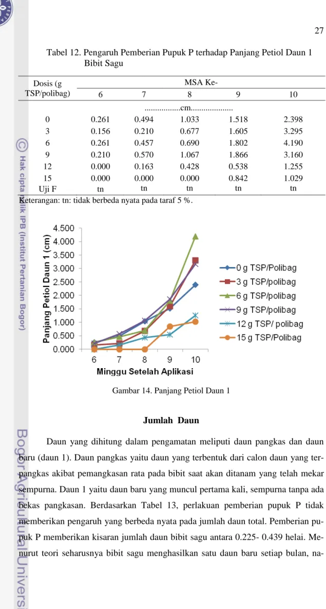 Tabel 12. Pengaruh Pemberian Pupuk P terhadap Panjang Petiol Daun 1  Bibit Sagu  Dosis (g  TSP/polibag)  MSA Ke-  6  7  8  9  10                  .................cm...................