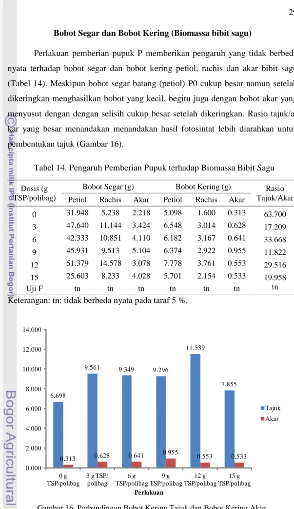 Tabel 14. Pengaruh Pemberian Pupuk terhadap Biomassa Bibit Sagu   Dosis (g 