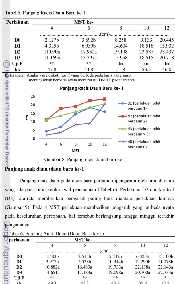 Tabel 5. Panjang Racis Daun Baru ke-1 