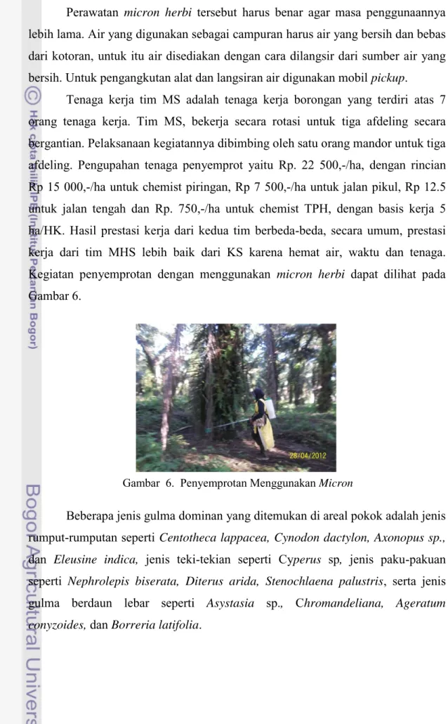 Gambar  6.  Penyemprotan Menggunakan Micron  herby 