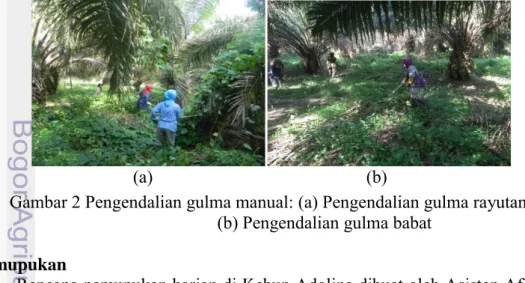 Gambar 2 Pengendalian gulma manual: (a) Pengendalian gulma rayutan; 