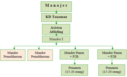 Gambar 2 . 2 .  Struktur Organisasi Kebun 