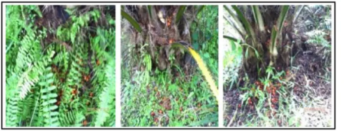 Gambar 3. Brondolan yang tidak dikutip pada  pokok kelapa sawit 