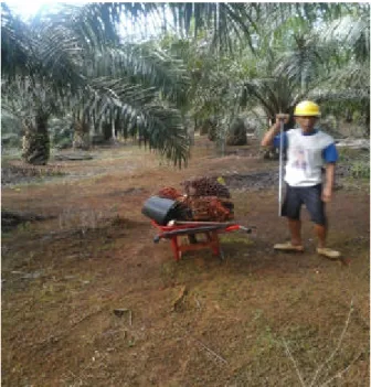 Gambar 6. Proses Pengeluaran Buah ke TPH   