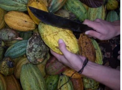 Gambar 9. Pemecahan Buah Kakao (Sumber: agrikultural.com)  