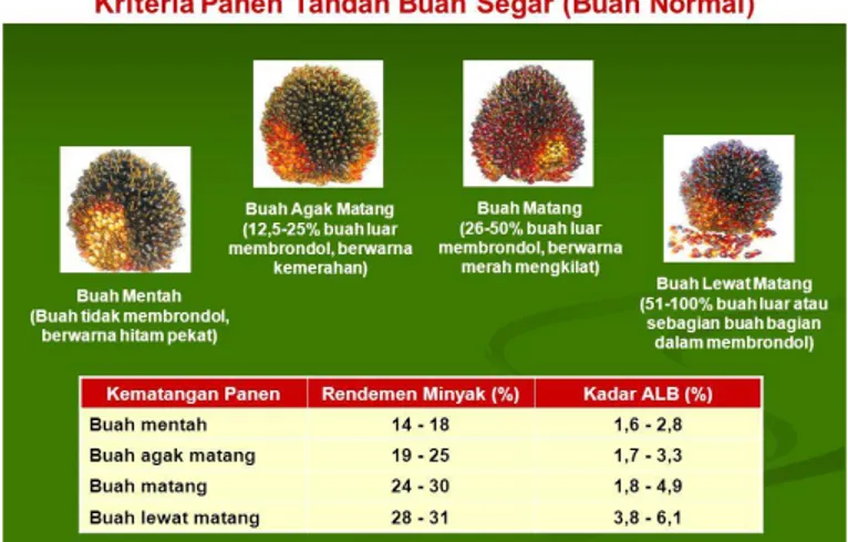 Gambar 2. Kriteria Panen Buah Kelapa Sawit (Sumber: Budidaya Kelapa Sawit)   Fraksi  panen  ini  sangat  penting  untuk  menilai  rendemen  minyak  dan  kadar asam lemak bebas (ALB)