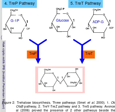 Figure 2: Trehalose biosynthesis. Three pathways (Smet et al. 2000). 1. OtsA-