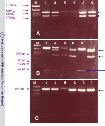 Figure 7. Restriction analysis of plasmid isolated from E. coli colonies expected to bear 