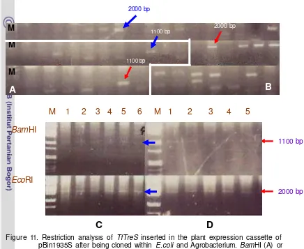 Figure 11. Restriction analysis of TfTreS inserted in the plant expression cassette of 