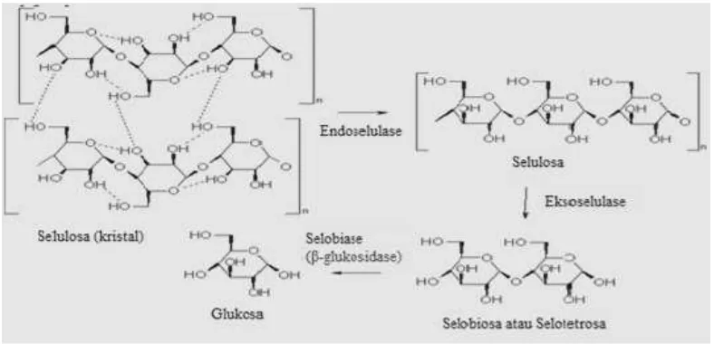 Gambar 4. Mekanisme hidrolisis selulosa oleh enzim selulase (Ikram,2005). 