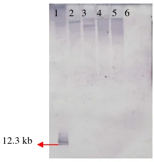 Figure 8. Southern Blot analysis of genomic DNA from randomly chosen                      hygromycin B resistant transformants