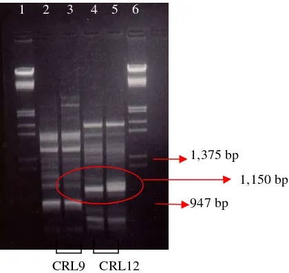 Figure 3.  RAPD amplification of  Monascus spesies DNA using CRL9 and CRL12  