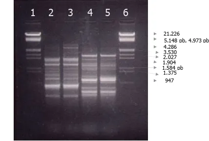 Fig. 1a   RAPD amplification of Monascus spp. DNA using oligonucleotides CRL9 and 