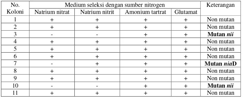 Tabel 1. Hasil Seleksi  Auksotrof  niaD dari Mutan Resisten Klorat  