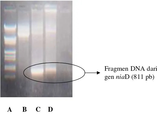 Gambar 2. Deteksi PCR terhadap gen niaD gene dari sel transforman M. purpureus 