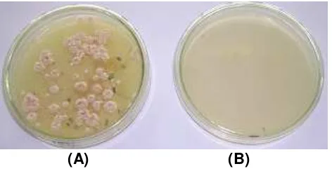Figure 1. showed the transformants obtained after 10 days of incubation.  