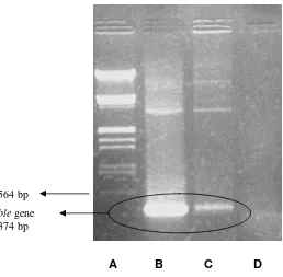 Figure 2. Electrophoregram of PCR product (A) Marker  DNAλ EcoRI-HindIII,      (B) plasmid pULJL43 (control positive), (C) transformant, and     (D) DNA from M
